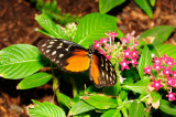 Spotted Tiger Longwing at Butterfly Wonderland