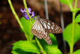 Grey Glassy Tiger at Butterfly Wonderland