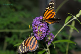 Pair of Tiger-Mimic Queens (Lycorea cleobaea) at Butterfly Wonderland