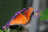 Queen at Butterfly Wonderland