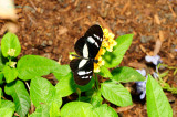 Hewitsons Longwing at Butterfly Wonderland