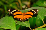 Tiger Leafwing  at Butterfly Wonderland