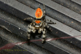 Jumping Spider (Phidippus adumbrates)