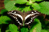 Constantines Swallowtail at Butterfly Wonderland