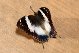Blue-Spotted Charaxes (Female) at Butterfly Wonderland