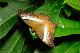 Cruiser (Female - Wet Season) at Butterfly Wonderland