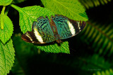 Procilla Beauty at Butterfly Wonderland
