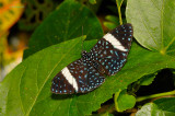 Starry Night Cracker (Female) at Butterfly Wonderland