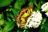 Malachite at Butterfly Wonderland