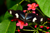 Doris Long Wing (Blue) at Butterfly Wonderland