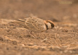 Bruinkap-vinkleeuwerik - Fischers Sparrow-Lark - Eremopterix leucopareia