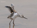 Steltkluut - Blackwinged stilt - Himantopus Homantopus