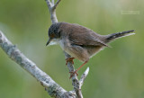 Kleine Zwartkop - Sardinian Warbler - Sylvia melanocephala