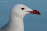 Audouins Meeuw - Audouins Gull - Larus audoninii