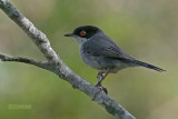Kleine Zwartkop - Sardinian Warbler - Sylvia melanocephala