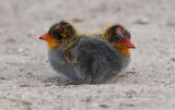 Knobbelmeerkoet - Red-knobbed Coot - Fulica cristata