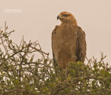 Savanne Arend - Tawny Eagle - Aquila rapax