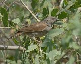 Swahili-mus - Swahili Sparrow - Passer suahelicus