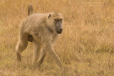 Gele Baviaan - Yellow Baboon - Papio cynocephalus
