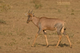 Topi - Topi - Damaliscus korrigum