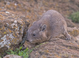 Johnstons Klipdas - Rock Hyrax - Procavia capensis