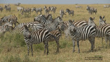 Steppe Zebra - Plains Zebra - Equus quagga