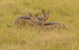 Zadel Jakhals - Black-backed Jackal - Canis mesomelas