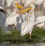 Roze Pelikaan - Great White Pelican - Pelecanus onocrotalus