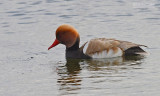 Krooneend - Red-crested Pochard - Netta rufina