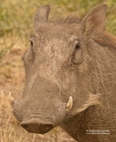 Wrattenzwijn - Warthog - Phacochoerus africanus