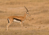 Thomsons Gazelle - Thomsons Gazelle - Eudorcas thomsonii