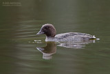 IJslandse Brilduiker - Barrows Goldeneye - Bucephala islandica