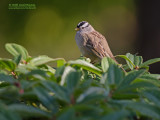 Witkruingors - White-crowned Sparrow - Zonotrichia leucophrys