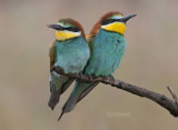 Europese Bijeneter - European Bee-eater - Merops apiaster