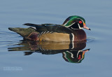 Carolina-eend - Wood duck - Aix sponsa