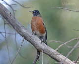 Roodborstlijster - American Robin - Turdus migratorius