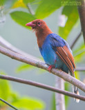 Blauwe Kitta - Sri Lanka Blue-Magpie - Urocissa ornata