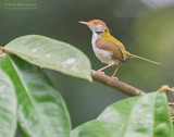 Langstaartsnijdervogel - Common Tailorbird - Orthotomus sutorius