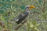 Geelbekneushoornvogel - Eastern Yellow-billed Hornbill - Tockus flavirostris