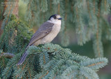 Canadese Taigagaai - Gray Jay - Perisoreus canadensis