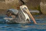 Bruine Pelikaan - Brown Pelican - Pelecanus occidentalis