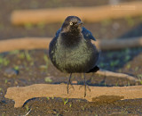 Brewers Troepiaal - Brewers Blackbird - Euphagus cyanocephalus
