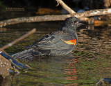 Epauletspreeuw - Red-winged Blackbird - Agelaius phoeniceus