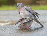 Parelhalstortel - Spotted Dove - Streptopelia orientalis