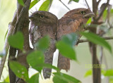 Frogmouths