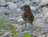 Roodstaartgors - Fox Sparrow - Passerella iliaca