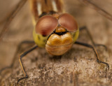 Steenrode Heidelibel - Vagrant Darter - Sympetrum vulatum