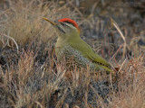 Geschubde Groene Specht - Scaly-bellied Woodpecker - Picus squamatus