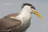 Grote Kuifstern - Great Crested Tern - Thalasseus bergii