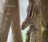 Indiase Palm Eekhoorn - Indian Palm Squirrel - Funambulus palmarum